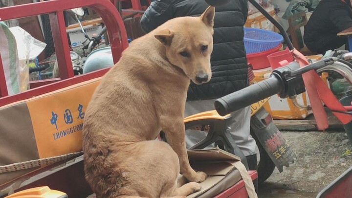 Chủ nhân dẫn cún vàng đi đưa hàng bằng xe ba gác mỗi ngày, nhưng...