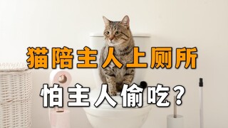 猫陪主人上厕所，是怕主人偷吃？