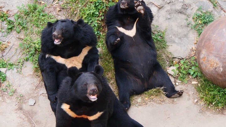 [Black Bear] The bears lie down together (literally) after repeated feeding bans