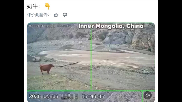 Người nước ngoài đã dùng đoạn video giám sát ghi lại cảnh những con bò vàng ở Nội Mông, Trung Quốc v