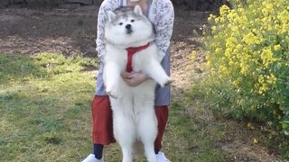 韩国一只胖成球的雪橇犬哈哈哈~被餐厅老板收养后迅速超重的二哈