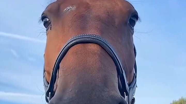 Thế giới trong mắt động vật