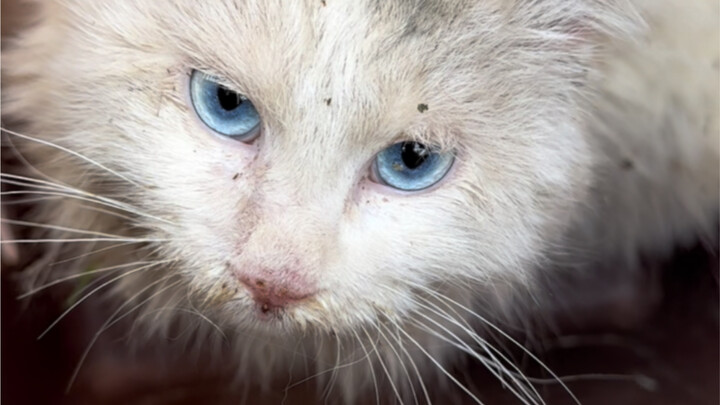 Phương pháp tẩy não của Học viện Mèo Đức, nhất định phải kết hợp hư thực, vừa có bánh vẽ lớn lại vừa