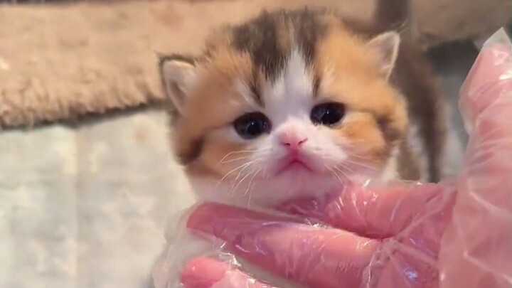 อีกแค่หนึ่งชั่วโมง โชเฟอร์ก็จะเป็นคนมีแมวแล้ว!