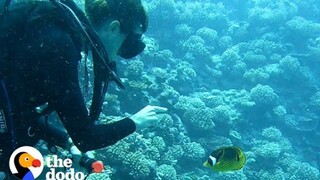 谁能拒绝一条会跟你打招呼、给你送礼物的小鱼呢
