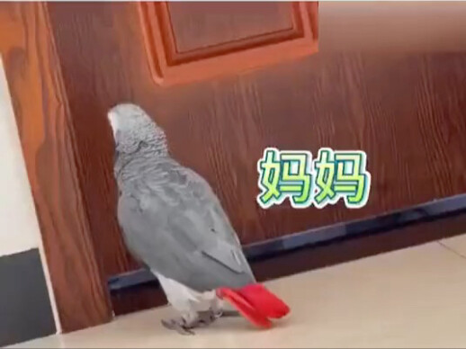 Chú vẹt này đang gọi “mẹ” của mình, thật đáng yêu quá! 😍