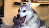 Husky dogs are the truest definition of Silly Dog 😂 Funniest Dog Videos