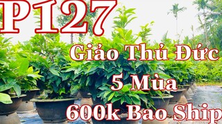 Mai vàng chơi tết p127 | 0327526546  Nhân | mai vàng chơi tết giảo thủ đức 600k \1c bao ship