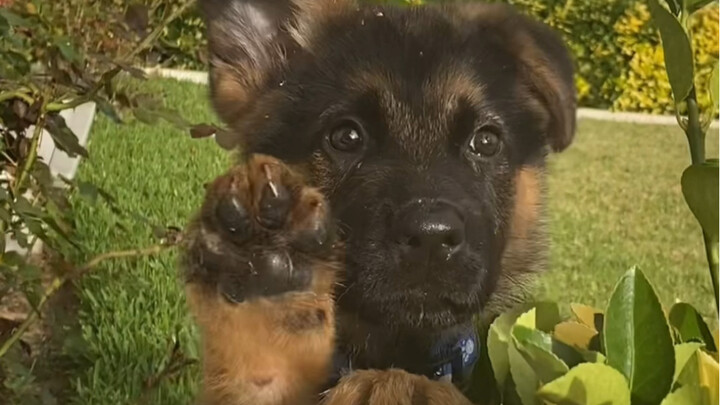 ถ้าไม่เลี้ยงเยอรมันเชพเพิร์ดสักตัว คุณจะไม่มีวันรู้เลยว่ามันน่ารักขนาดไหน!