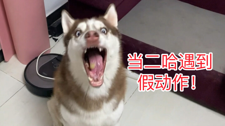 Can you trick your goofy dog by throwing in some feints when it’s about to catch the food?