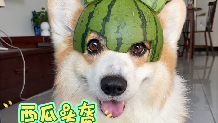 หมาขี้อวด วิ่งตามขอใส่หมวกกันน็อกแตงโม