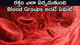 How Blood Created In Human Body | What Is blood Group Really Is