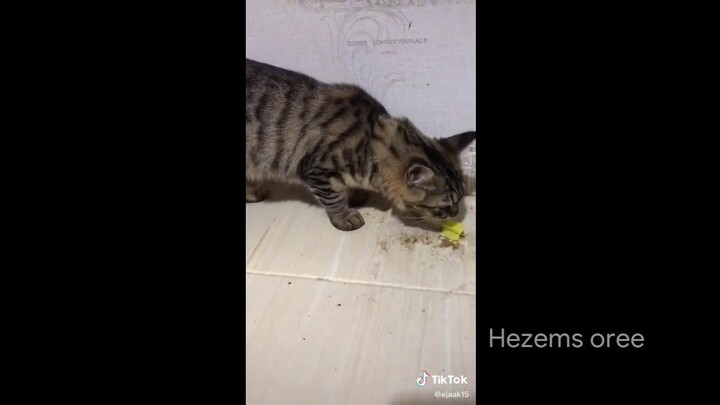 kumpulan video samsul si kucing ngakak | Video TikTok samsol | KUCING.EXE