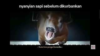 sapi ketika idul adha