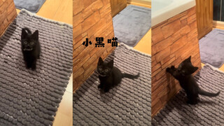 Một cuộc trò chuyện với chú mèo đen nhỏ 🥺