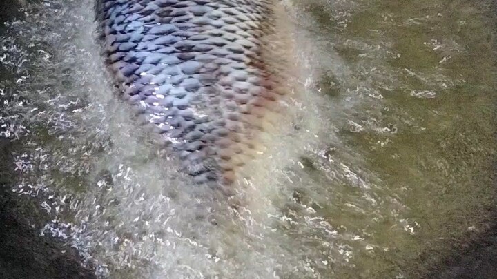 Steam vege and fried telapeyyy for tonight's dinner