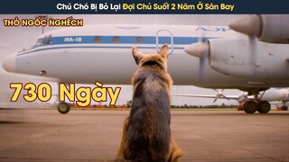 [Review Phim] Chú Chó Bị Bỏ Lại Đợi Người Chủ Cũ Suốt 730 Tại Sân Bay Và Cái Kết