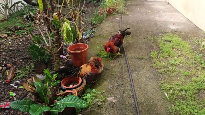 McLean Kelso VS Navajero Gilmore