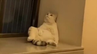 Cat: Let it go!