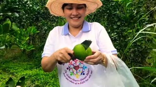 Về vườn,thường thức cam miền Tây thứ thiệt của lão nông Miền Tây | Oranges in Sourthern Vietnam