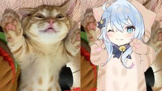 【مسابقة فيكتوريا سيكريت للقطط】 الحياة اليومية للمليلة هانابي