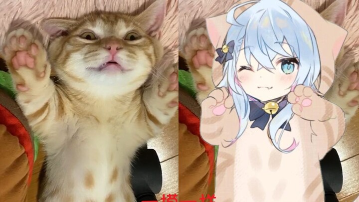 【مسابقة فيكتوريا سيكريت للقطط】 الحياة اليومية للمليلة هانابي