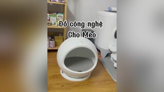 Thế lào mà lại mất TT rồi các bác ạ 😂😂😂 mèo cat cute