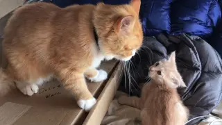 When the cat father is caught fighting with the baby cat