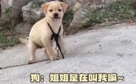 Anak anjing: Sorotan semua orang adalah doping-ku