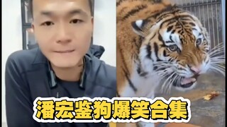 Pan Hong's Live Dog Appreciation Comedy Highlights