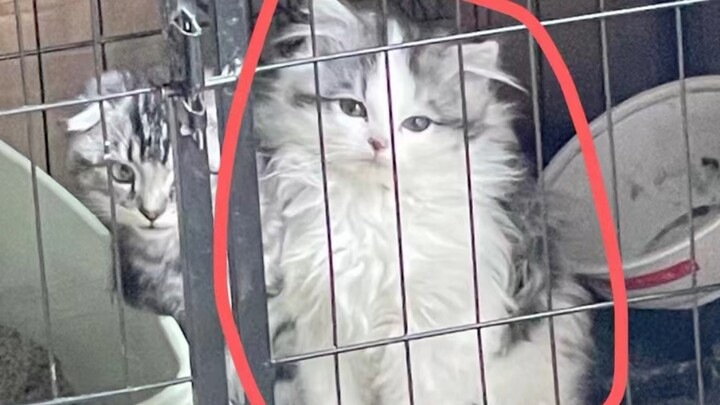 Kisah Kucing Kecil Oreo