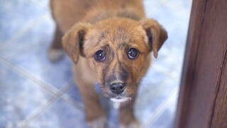 A little abandoned puppy wants to come home with us—what pitiful eyes!