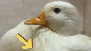 Ke mana kepala bebek menoleh saat basah kuyup karena hujan?