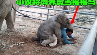 调皮小象欺负饲养员，把饲养员当摇摇马，画面让人暖心！