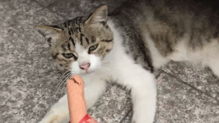 Seekor kucing liar yang hampir mati kelaparan!