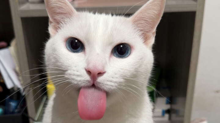 Cheese what cat