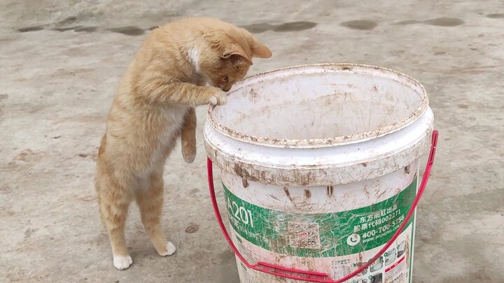 Kucing: Pertama kali menangkap tikus di dalam ember, aku jadi bingung!