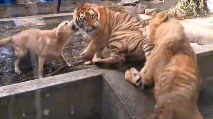 The lion and tiger brothers are fighting, and their dog mom is terribly worried.
