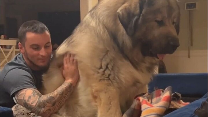 Get a firsthand sense of just how big a Caucasian Shepherd Dog is!