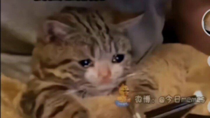 بطل الحب الصافي يسقط فورًا!