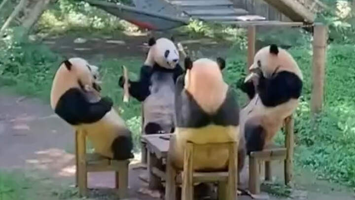 Buku Ilustrasi Panda Kocak