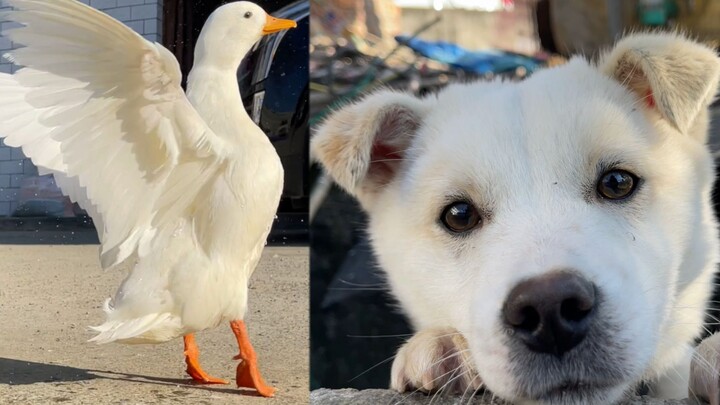Even Frozen Water Can’t Stop Ducks From Diving in for Fun