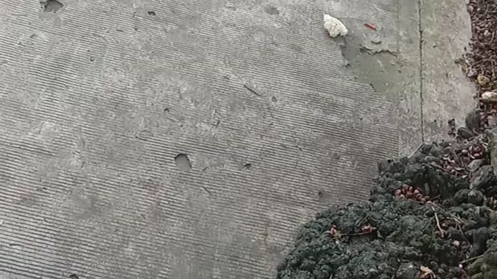 bird