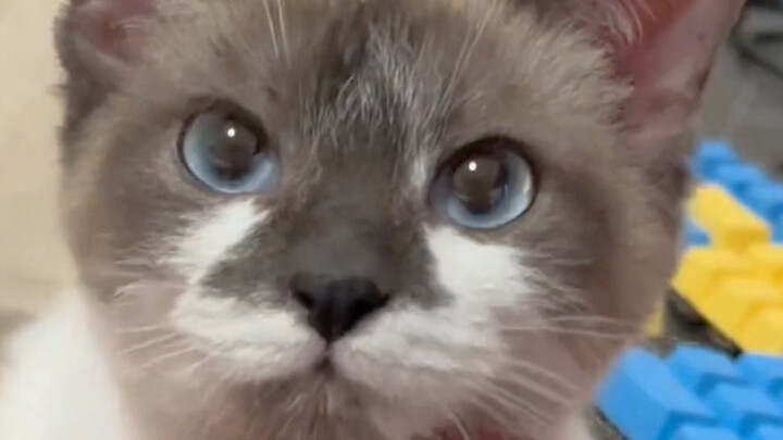 Di mata si kucing kecil, aku adalah seekor kucing yang bulunya sangat tidak rapi!