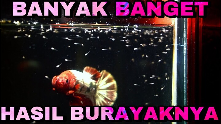 UPDATE BURAYAK BREEDING 54 PASANG