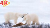 National Geographic Documentary On Polar Bear Hunt