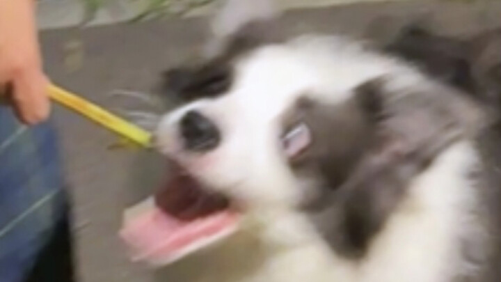 Saya bilang ajak Border Collie jalan-jalan itu butuh keterampilan.