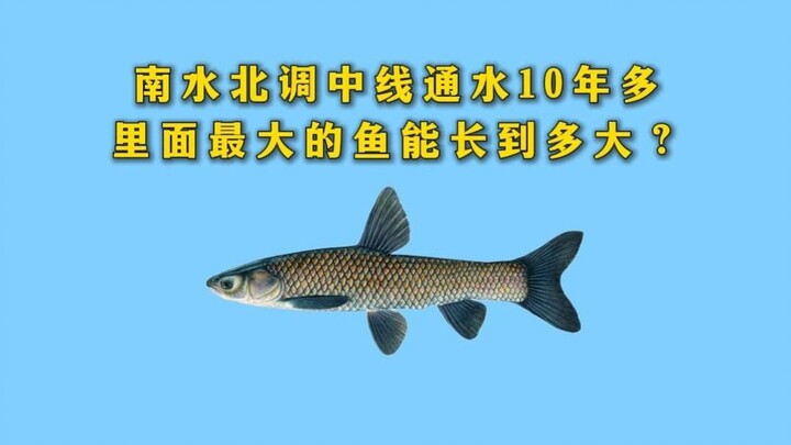 Hệ thống chuyển nước từ Nam ra Bắc đoạn tuyến trung tâm đã vận hành hơn 10 năm, vậy cá trong kênh có
