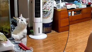 The first time I saw a cat, I was horrified and at a loss.