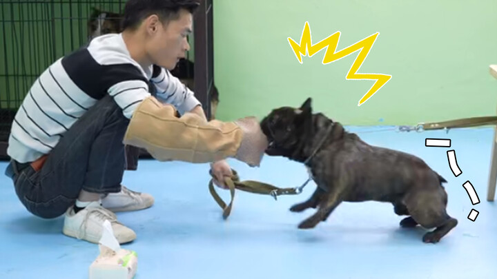 Chó Bulldog cắn người 